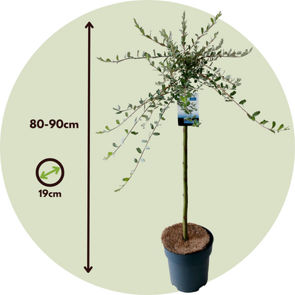 Saule rampant - Set de 2 - Salix repens 'Iona' - Hauteur 80-90cm - ⌀19cm - TD Plantz