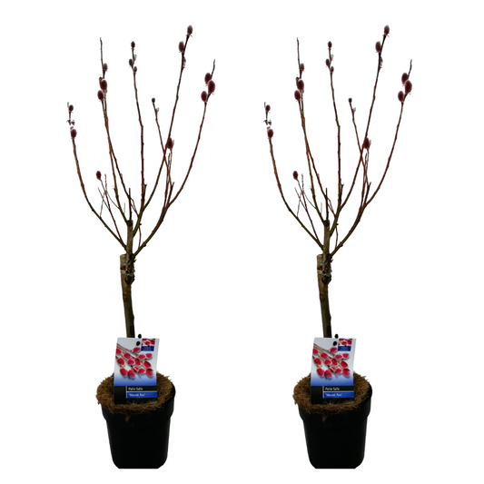 Japanese Pink Pussy Willow - 2 pcs. - Salix 'Mount Aso' - Height 50-60cm - ⌀12cm