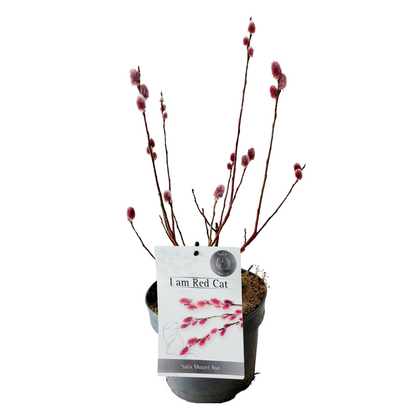 Saule gracile - Salix gracilistyla 'Mount Aso' - Hauteur 40-50cm - ⌀17cm - TD Plantz