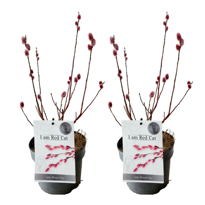 Saule gracile - Set de 2 - Salix gracilistyla 'Mount Aso' - H40-50cm - ⌀17cm