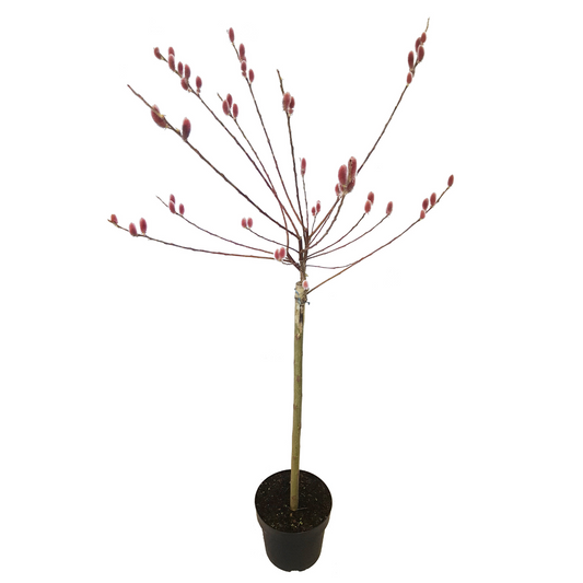 Japanese Pink Pussy Willow - Salix gracilistyla 'Mount Aso' - H100-110cm - ⌀19cm