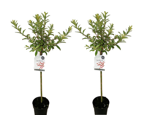 Japanese Pink Pussy Willow - 2 pcs. - Salix 'Mount Aso' - H100-110cm - ⌀19cm