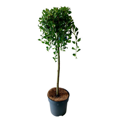 Saule arbuscule - Salix arbuscula - Hauteur 80-90cm - ⌀19cm - TD Plantz