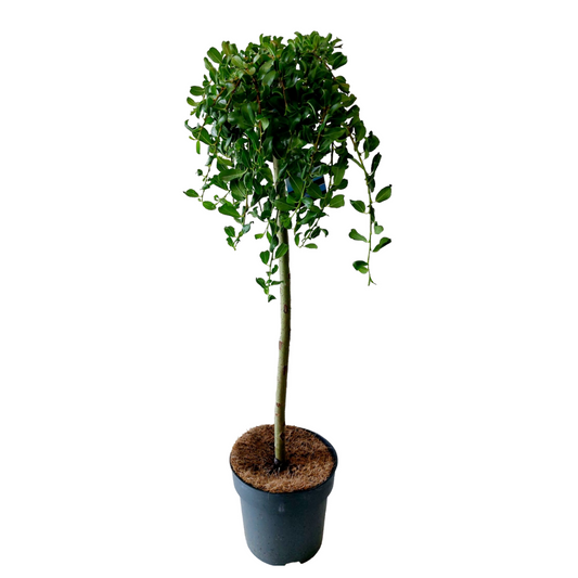 Mountain Willow - Salix arbuscula - Height 80-90cm - ⌀19cm