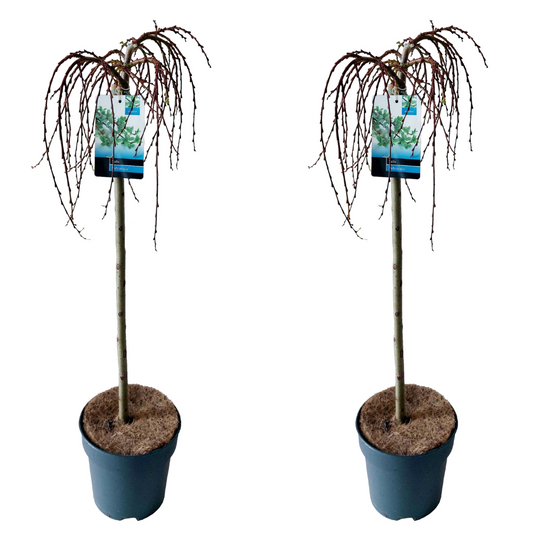 Mountain Willow - 2 pcs. - Salix arbuscula - Height 80-90cm - ⌀19cm