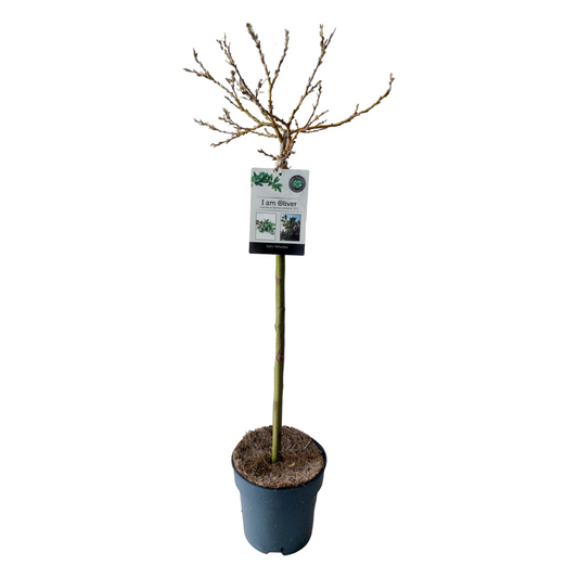 Mountain Willow - Salix helvetica - Height 80-90cm - ⌀19cm