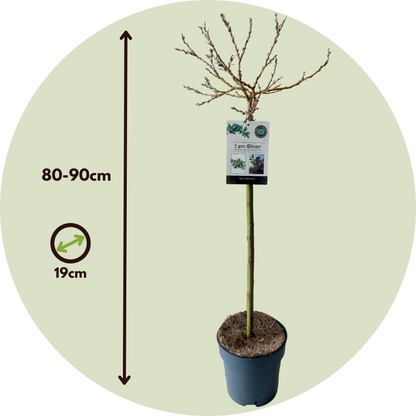 Saule de Suisse - Salix helvetica - Hauteur 80-90cm - ⌀19cm