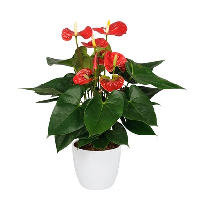 Langue de feu - Anthurium 'Madural Red' - Hauteur 40-45cm - ø14cm