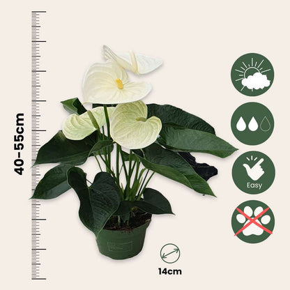Langue de feu - Anthurium 'Alpine White' - Hauteur 40-55cm - ø14cm