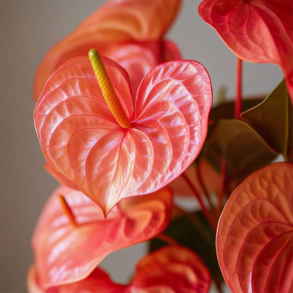 Langue de feu - Anthurium 'Madural Orange' - Hauteur 40-55cm - ø14cm