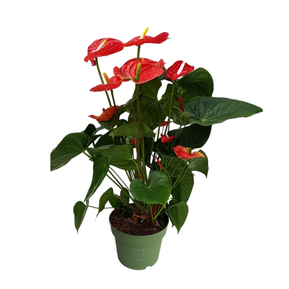 Laceleaf - Anthurium 'Madural Red' - Height 55-70cm - ø17cm