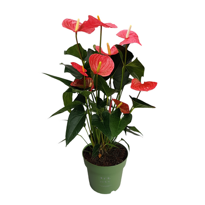 Langue de feu - Anthurium 'Maine Pink' - Hauteur 55-70cm - ø17cm