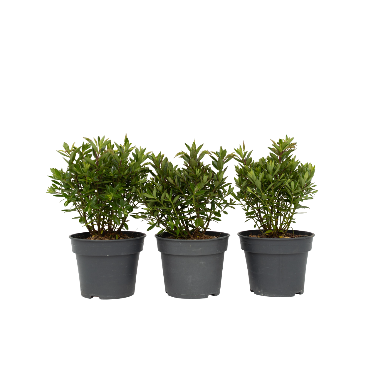 Buisson de Véronique - Set de 3 - Hebe All Blooms 'Ranaia' - H30-35cm - ⌀13cm - TD Plantz