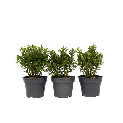 Buisson de Véronique - Set de 3 - Hebe All Blooms 'Ranaia' - H30-35cm - ⌀13cm - TD Plantz