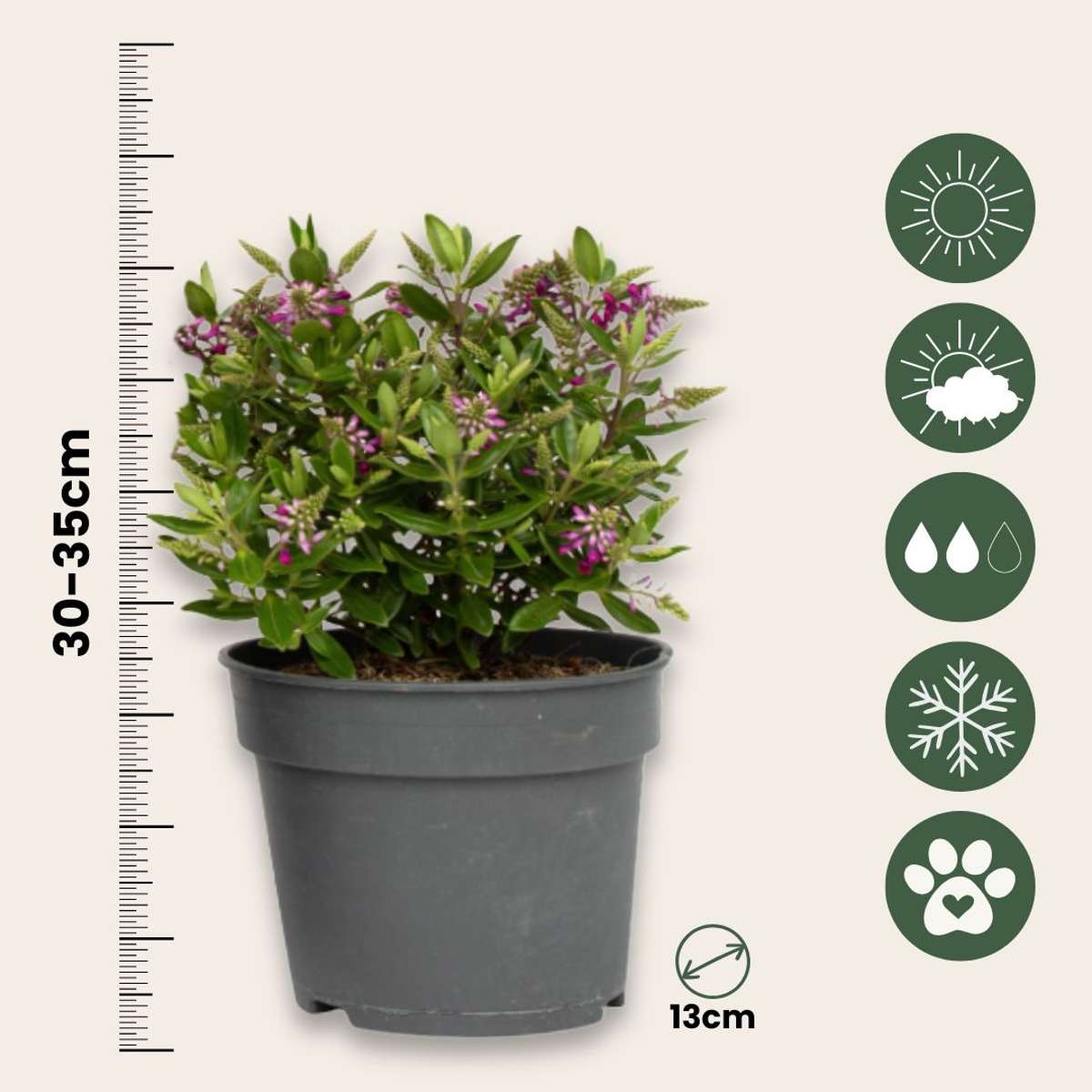 Buisson de Véronique - Set de 3 - Hebe All Blooms 'Samona' - H30-35cm - ⌀13cm