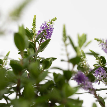 Buisson de Véronique - Set de 3 - Hebe All Blooms 'Siara' - H30-35cm - ⌀13cm