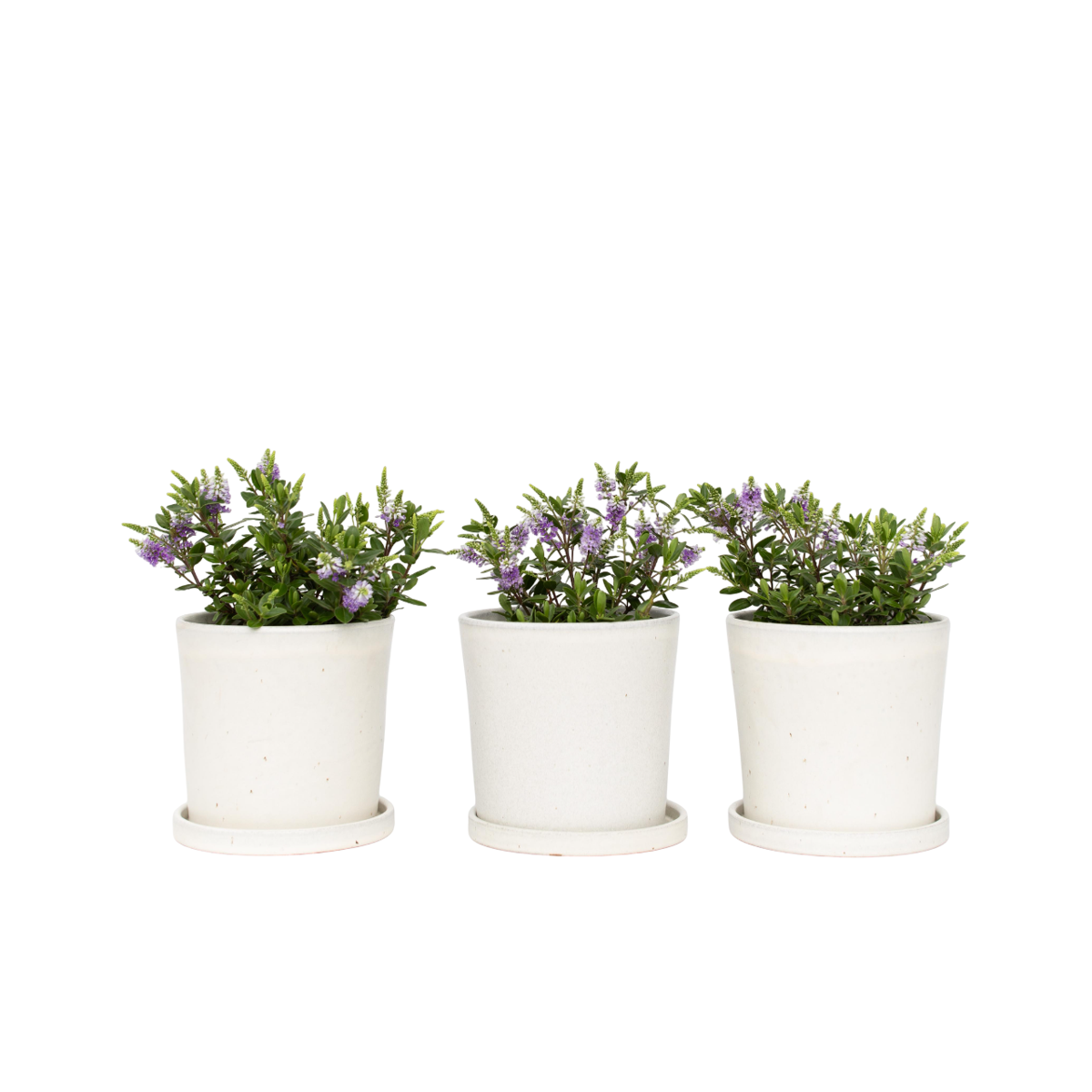 Buisson de Véronique - Set de 3 - Hebe All Blooms 'Siara' - H30-35cm - ⌀13cm