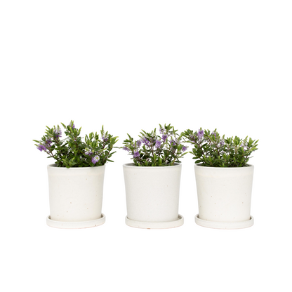 Buisson de Véronique - Set de 3 - Hebe All Blooms 'Siara' - H30-35cm - ⌀13cm