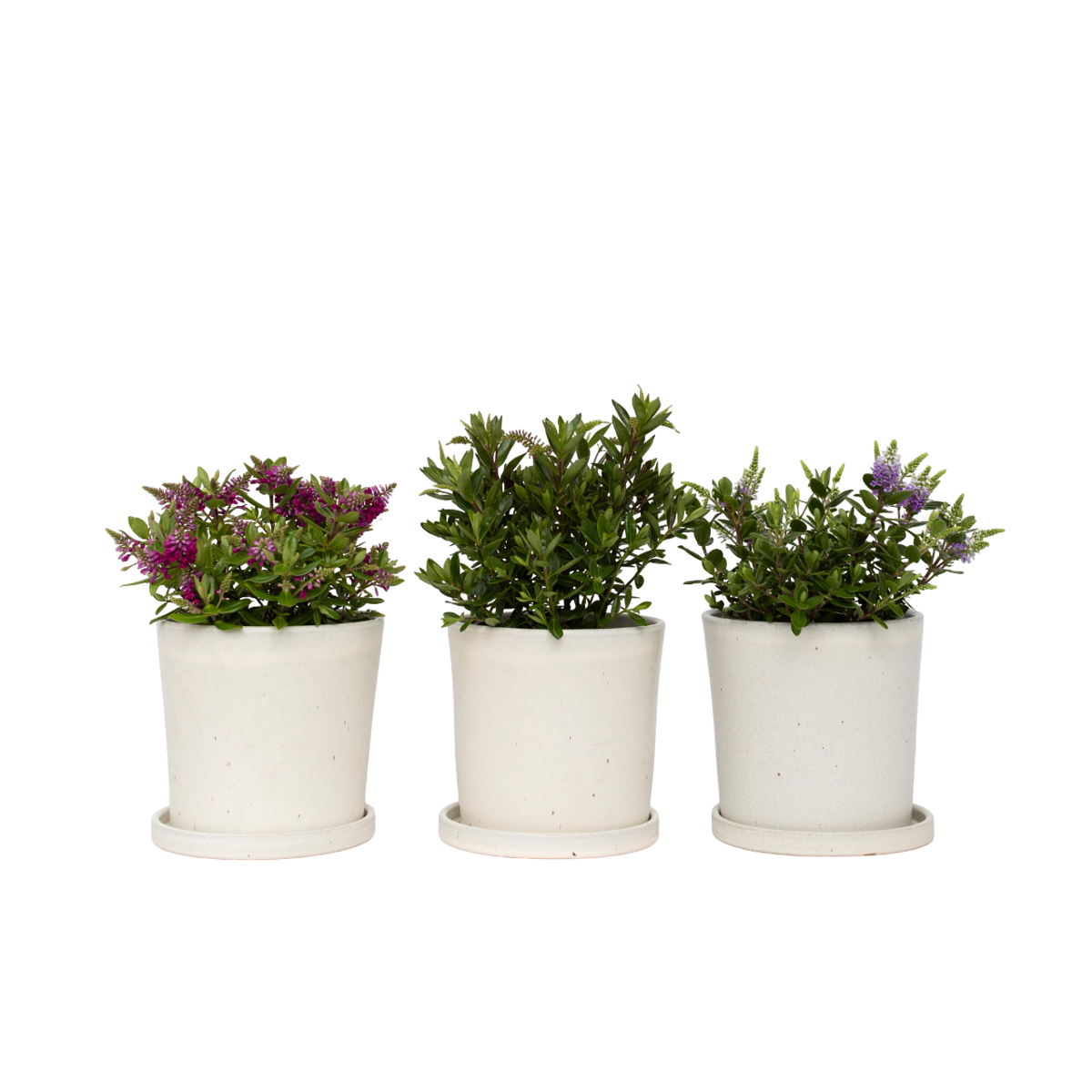 Buisson de Véronique - Set de 3 - Hebe All Blooms - Hauteur 30-35cm - ⌀13cm - TD Plantz