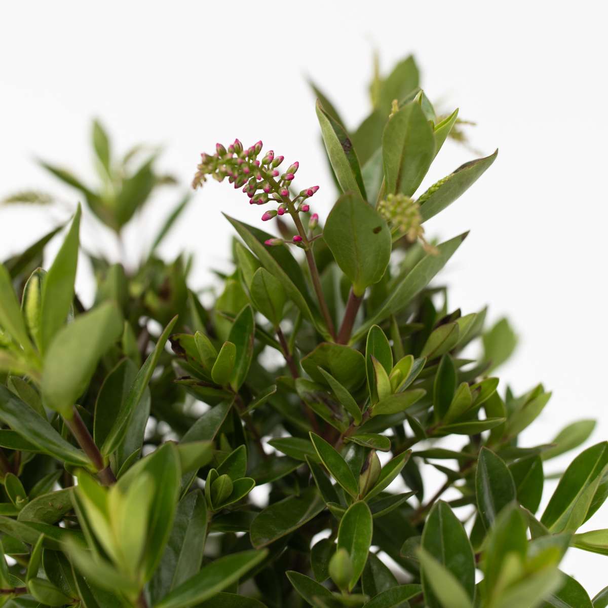 Buisson de Véronique - Set de 6 - Hebe All Blooms - Hauteur 30-35cm - ⌀13cm