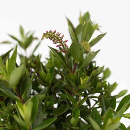 Buisson de Véronique - Set de 6 - Hebe All Blooms - Hauteur 30-35cm - ⌀13cm