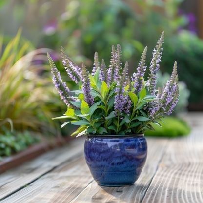 Buisson de Véronique - Set de 6 - Hebe pinguifolia - Hauteur 15-20cm - ⌀10,5cm