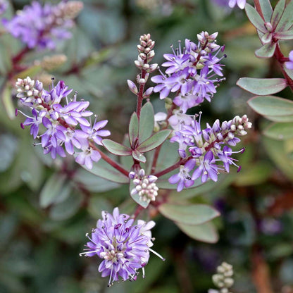 Buisson de Véronique - Set de 6 - Hebe pinguifolia - Hauteur 15-20cm - ⌀10,5cm