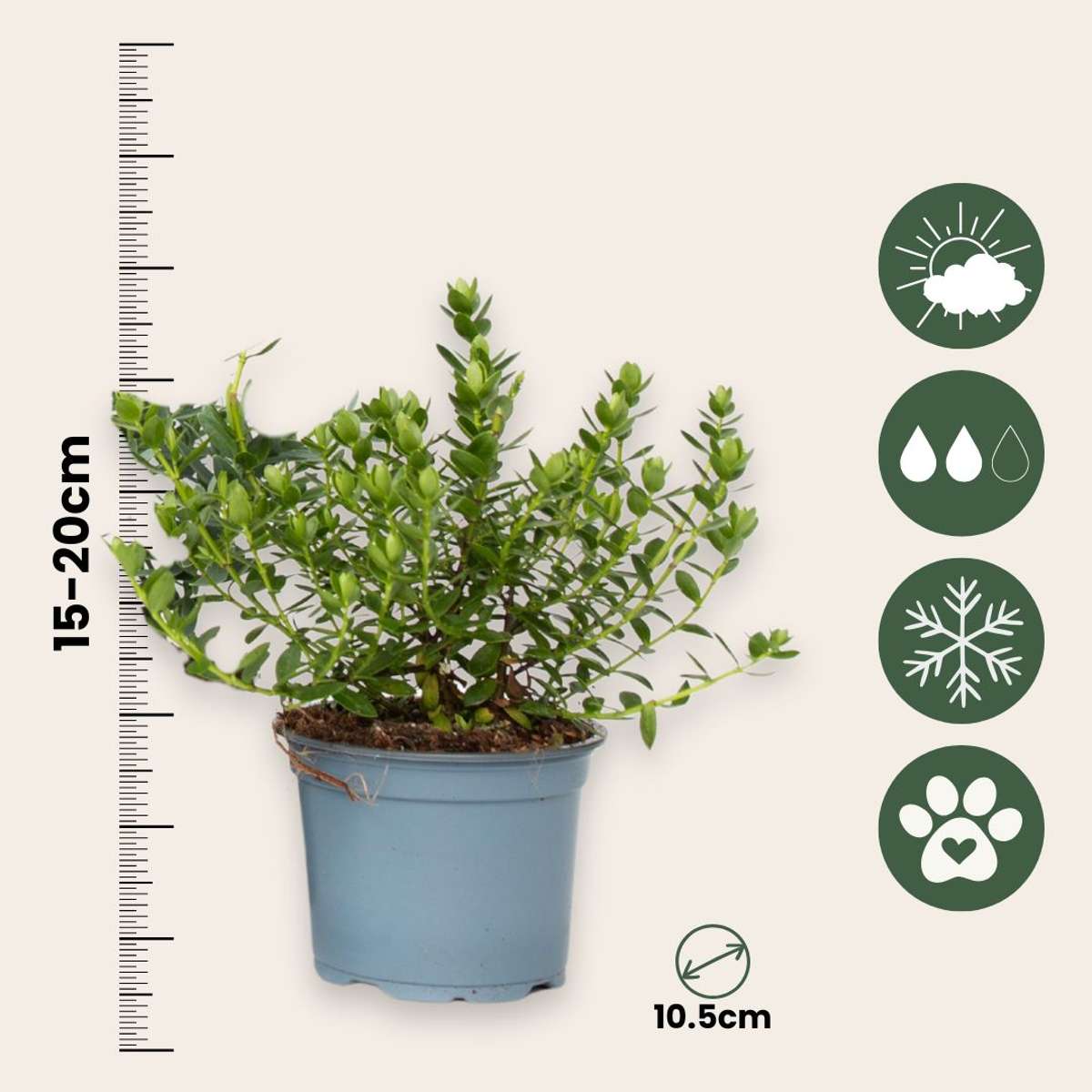Buisson de Véronique - Set de 36 - Hebe pinguifolia - Hauteur 15-20cm - ⌀10,5cm