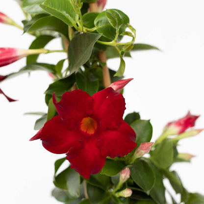Rocktrumpet - Mandeville 'Rio Deep Red' - Height 60-70cm - ⌀17cm