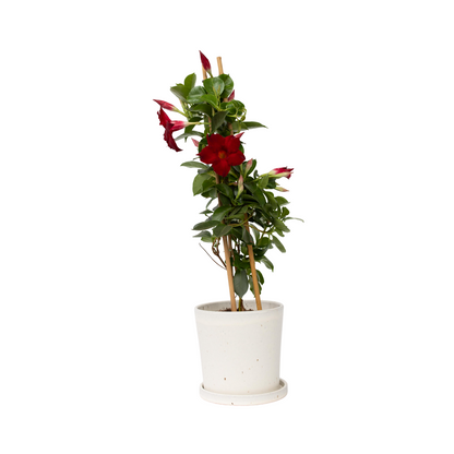 Rocktrumpet - Mandeville 'Rio Deep Red' - Height 60-70cm - ⌀17cm