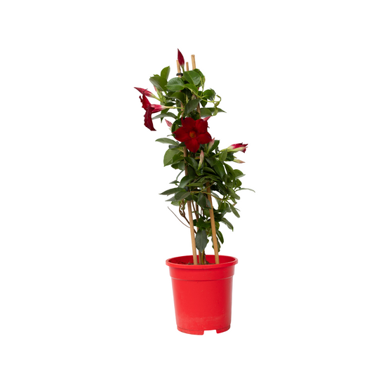 Rocktrumpet - Mandeville 'Rio Deep Red' - Height 60-70cm - ⌀17cm