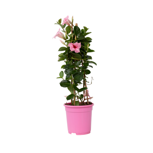 Rocktrumpet - Mandeville 'Rio Hot Pink' - Height 60-70cm - ⌀17cm