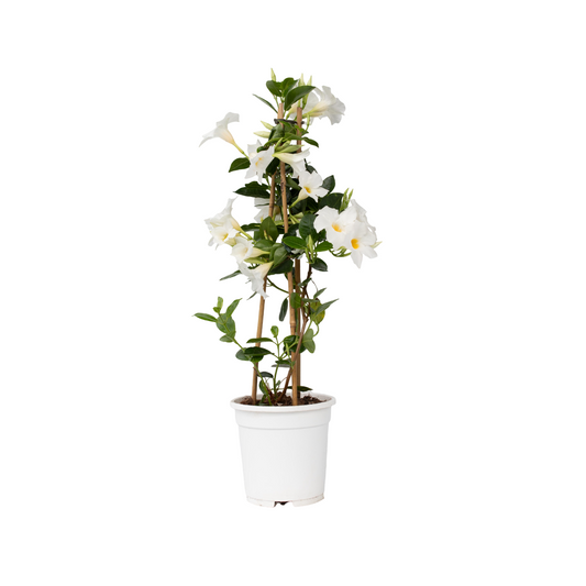 Rocktrumpet - Mandeville 'Rio White' - Height 60-70cm - ⌀17cm