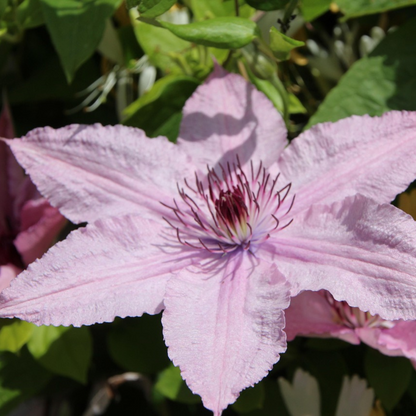 Clématite - Clematis 'Hagley Hybrid' - Hauteur 100-120cm - ⌀17cm