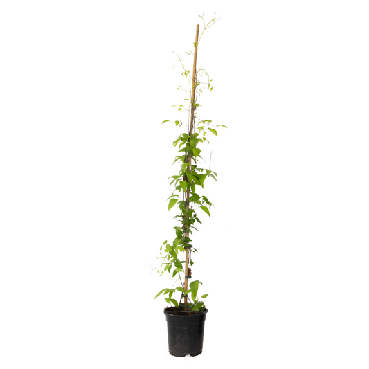 Leather flower - Clematis 'Hagley Hybrid' - Height 100-120cm - ⌀17cm
