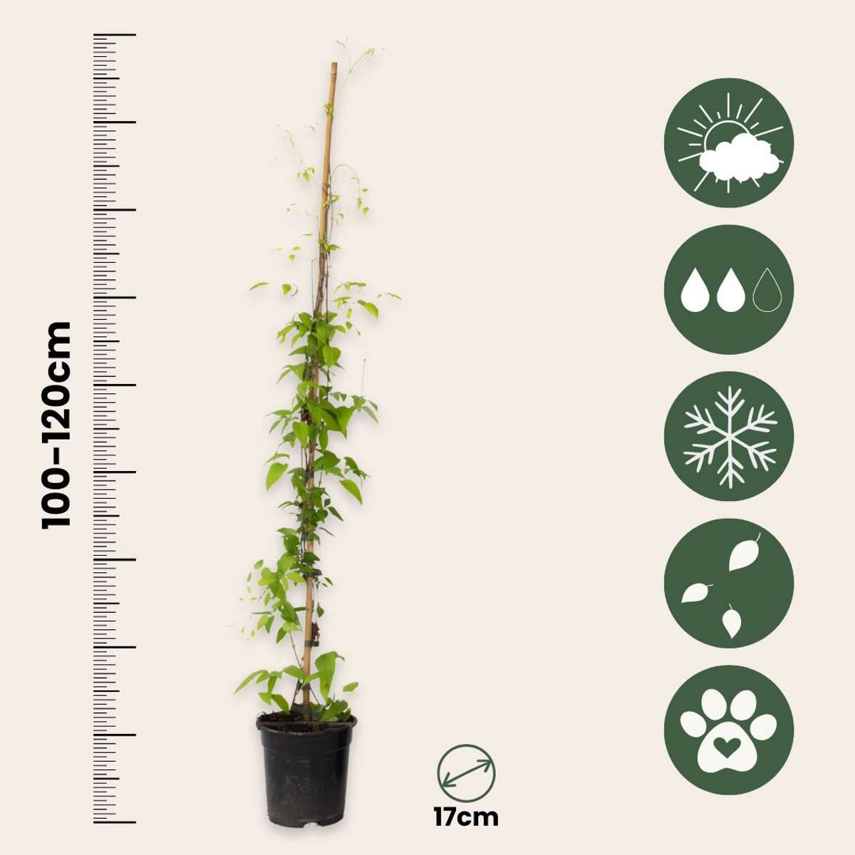 Clématite - Clematis 'Hagley Hybrid' - Hauteur 100-120cm - ⌀17cm