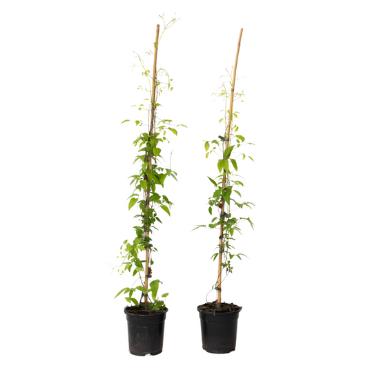 Leather flower - 2 pieces - Clematis 'Hagley Hybrid' - Height 100-120cm - ⌀17cm