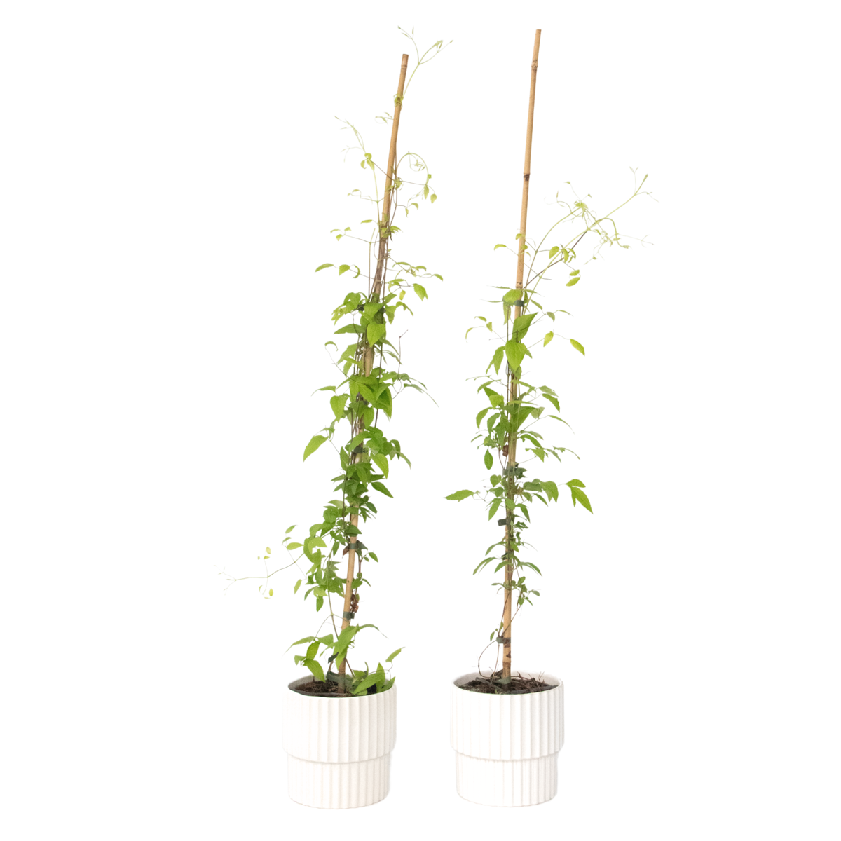 Clématite - Lot de 2 - Clematis 'The President' - Hauteur 100-120cm - ⌀17cm