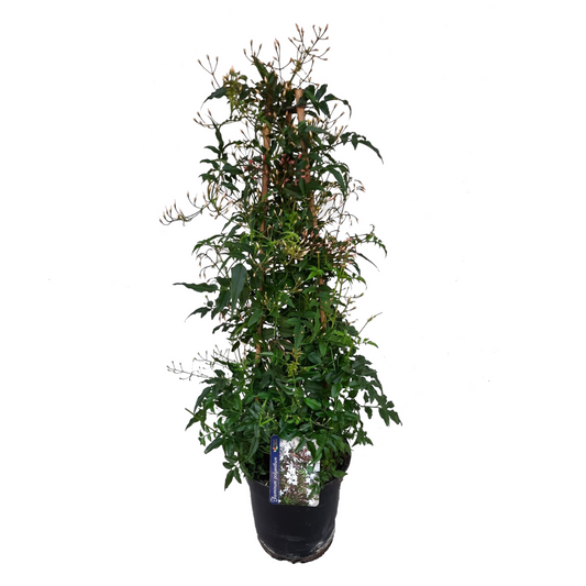 Winter Jasmine - Jasminum polyanthum - Height 60-70cm - ⌀17cm