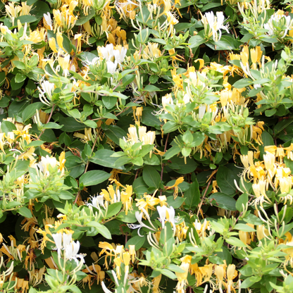Chèvrefeuille - Lonicera henryi 'Copper Beauty' - Hauteur 110-120cm - ⌀17cm - TD Plantz