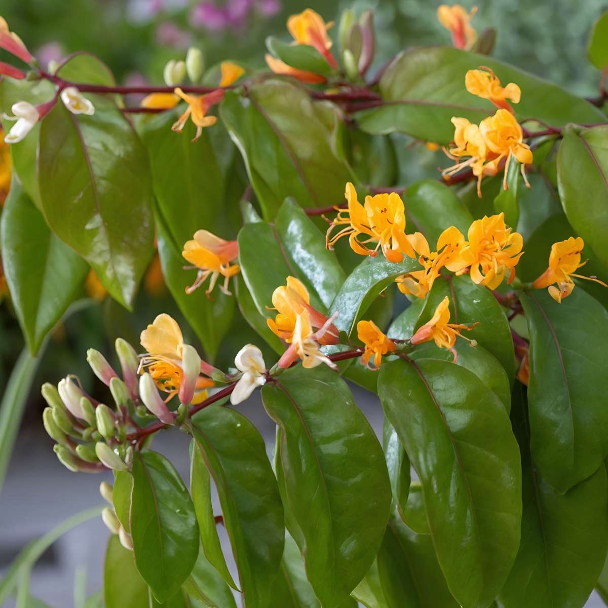Chèvrefeuille - Set de 2 - Lonicera henryi 'Copper Beauty' - H110-120cm - ⌀17cm