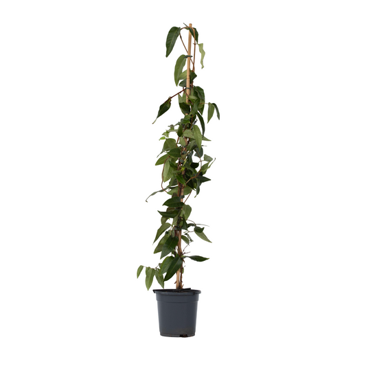 Honeysuckle - Lonicera henryi 'Copper Beauty' - Height 110-120cm - ⌀17cm