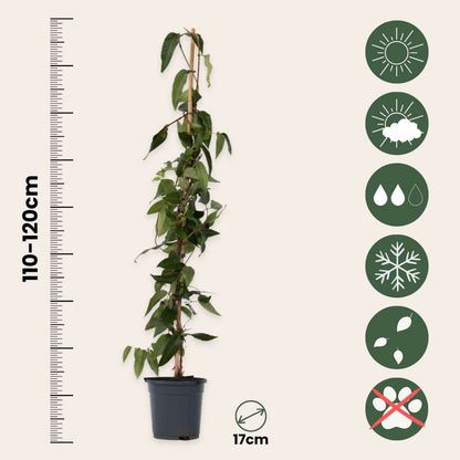 Chèvrefeuille - Lonicera henryi 'Copper Beauty' - Hauteur 110-120cm - ⌀17cm - TD Plantz