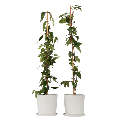 Chèvrefeuille - Set de 2 - Lonicera henryi 'Copper Beauty' - H110-120cm - ⌀17cm