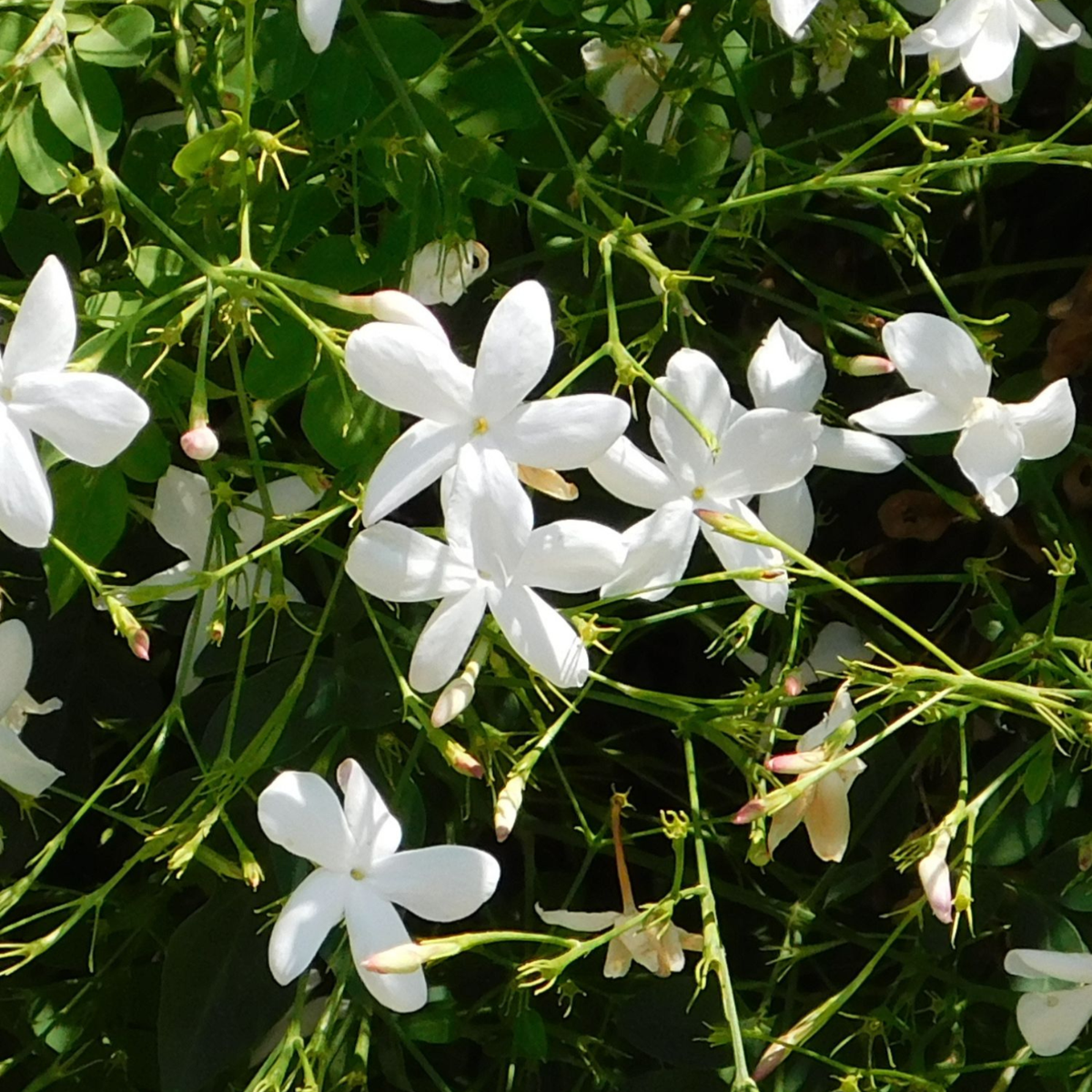 Star of Jasmine - Trachelospermum jasminoides - Height 110-120cm - ⌀17cm