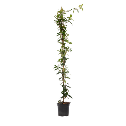 Star of Jasmine - Trachelospermum jasminoides - Height 110-120cm - ⌀17cm