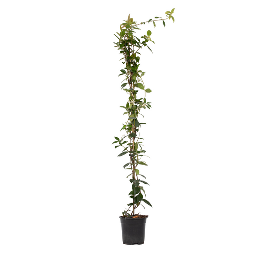 Star of Jasmine - Trachelospermum jasminoides - Height 110-120cm - ⌀17cm