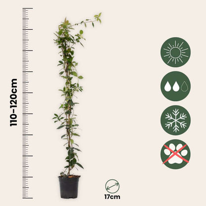 Star of Jasmine - Trachelospermum jasminoides - Height 110-120cm - ⌀17cm