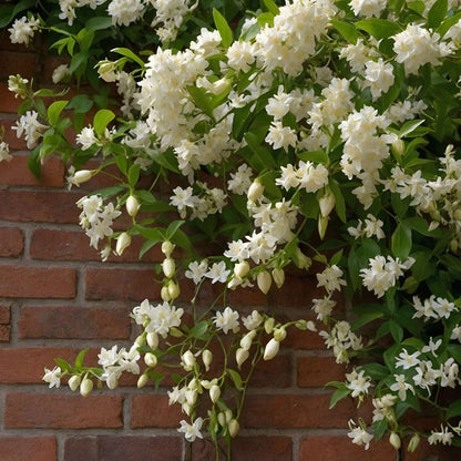Jasmin étoilé - Set de 8 - Trachelospermum jasminoides - H110-120cm - ⌀17cm