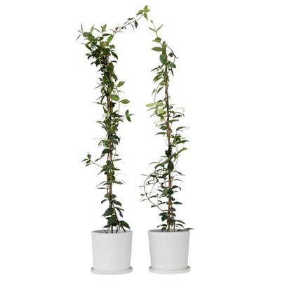 Jasmin étoilé - Set de 8 - Trachelospermum jasminoides - H110-120cm - ⌀17cm